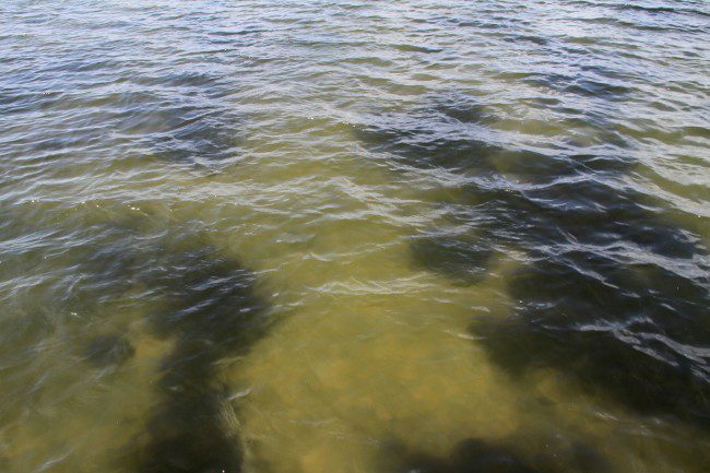 Macroalgae,sometimes referred to as seaweed, may contain toxic compounds that are suspected in the death of manatees in recent years.
