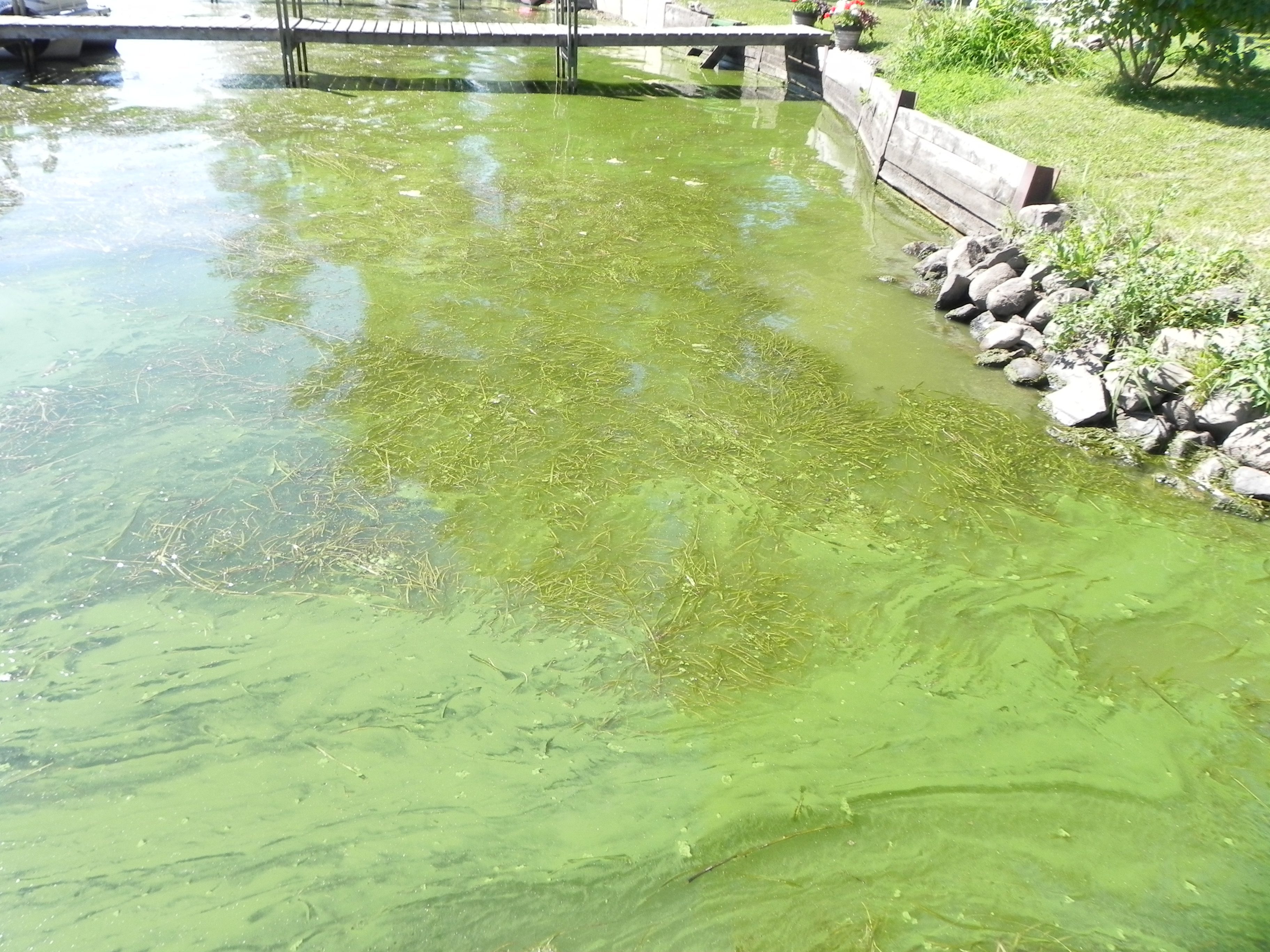 К чему снится зеленая вода. Зеленая вода в пруду. Зелёная вода в водоёмах. Вода цветет. Озеленение воды водорослями.